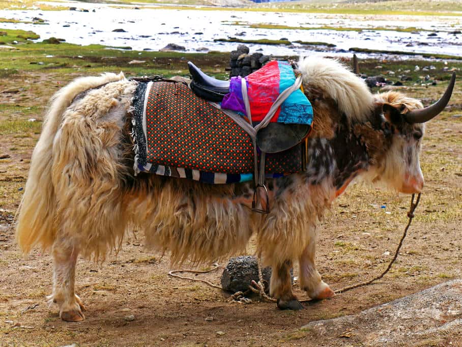 Yak at Khunjerab Pass